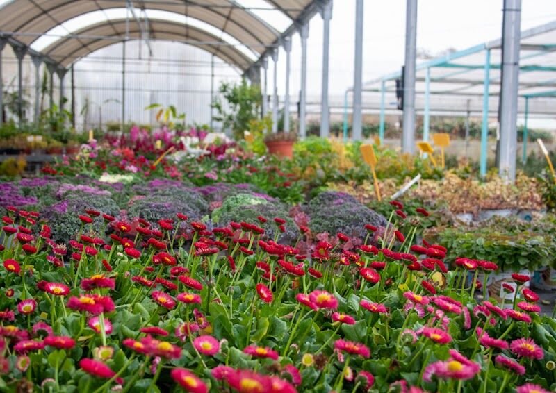 Imagen de Centro de Jardinería Silvosa Hermanos | Vivero de Plantas