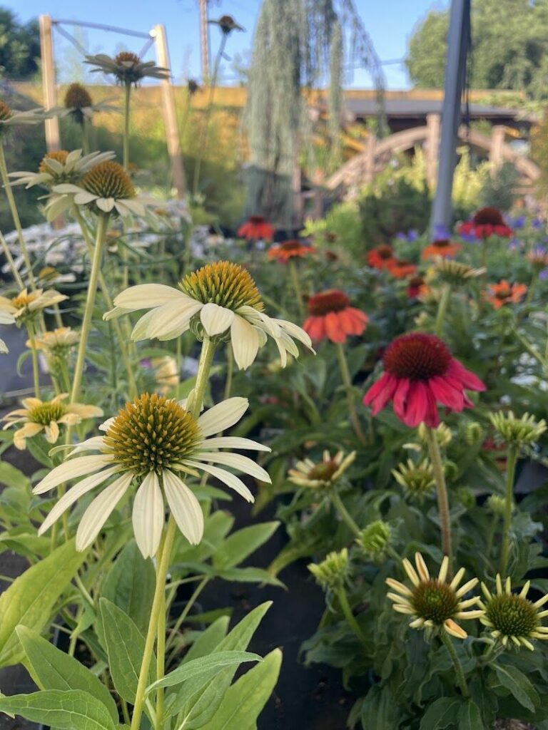 Imagen de Centro de Jardinería Silvosa Hermanos | Vivero de Plantas