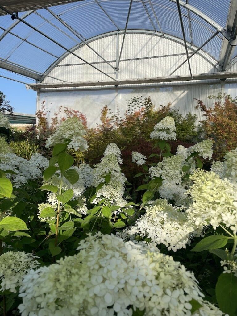 Imagen de Centro de Jardinería Silvosa Hermanos | Vivero de Plantas