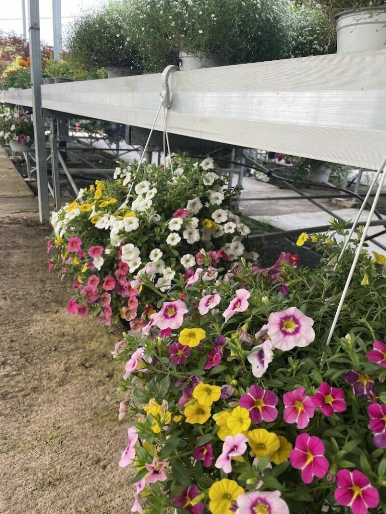 Imagen de Centro de Jardinería Silvosa Hermanos | Vivero de Plantas