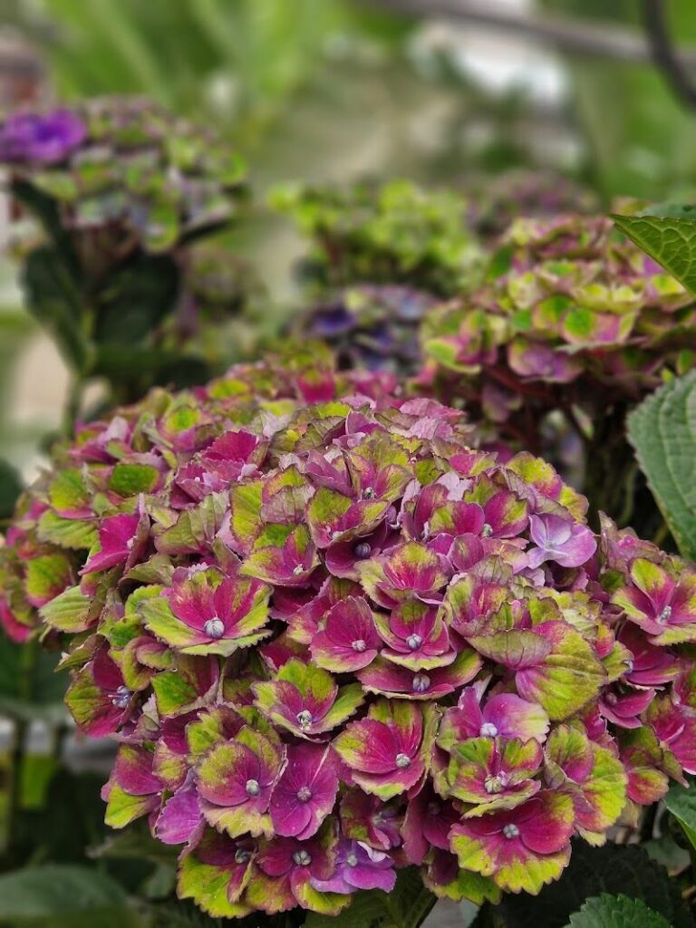 Imagen de Centro de Jardinería Silvosa Hermanos | Vivero de Plantas