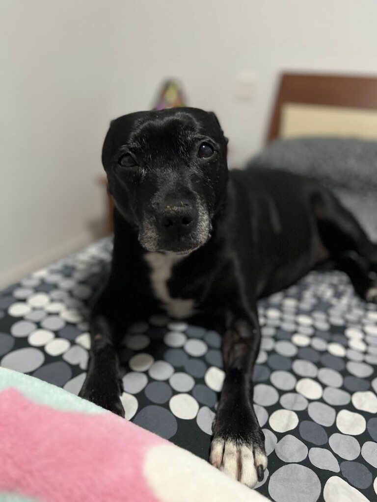 Imagen de Clínica Veterinaria las Rosas