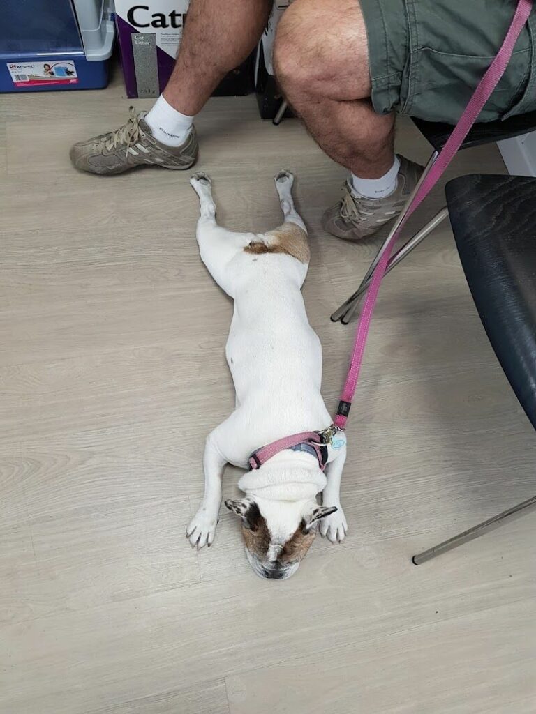 Imagen de Clínica Veterinaria las Rosas