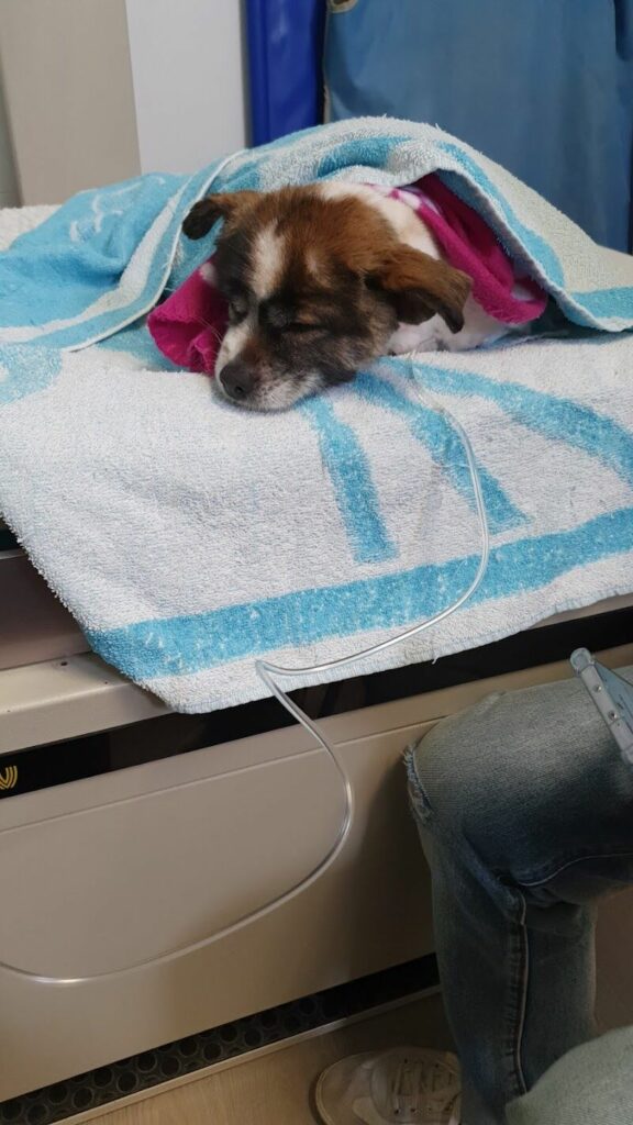 Imagen de Clínica Veterinaria las Rosas