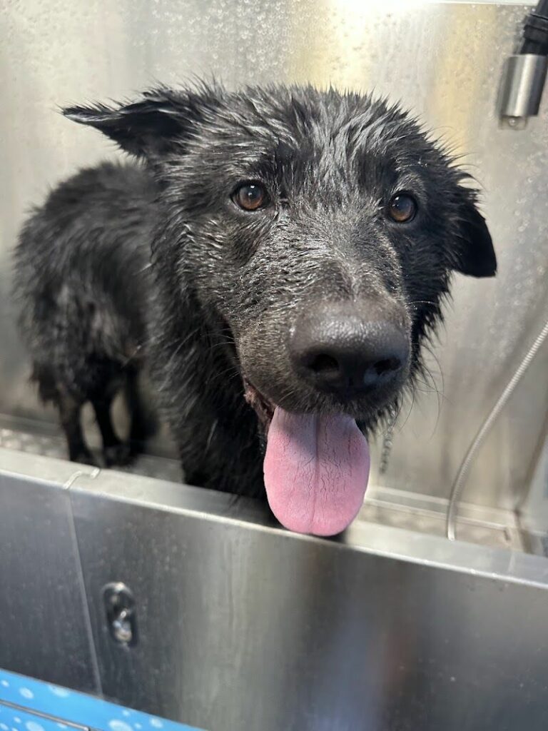 Imagen de Bañadog Autolavado de Mascotas