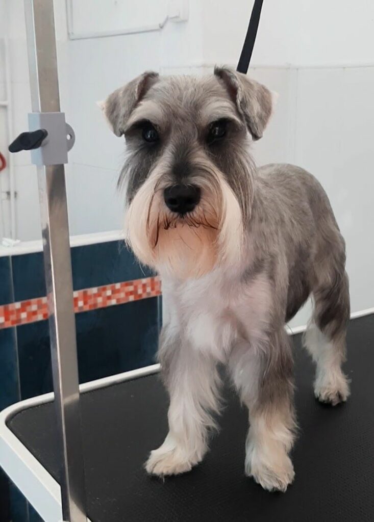 Imagen de Perrobueno Pet Shop – Alimentación Natural – Peluqueria Canina y Felina