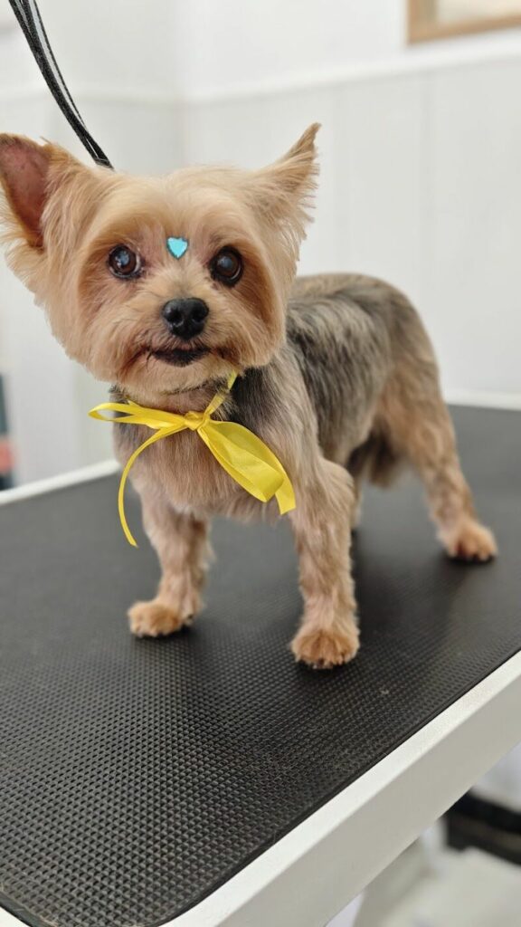 Imagen de Perrobueno Pet Shop – Alimentación Natural – Peluqueria Canina y Felina