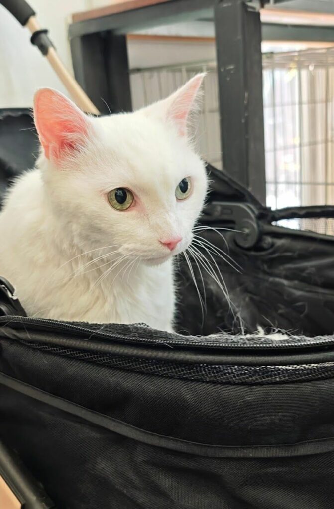 Imagen de Perrobueno Pet Shop – Alimentación Natural – Peluqueria Canina y Felina