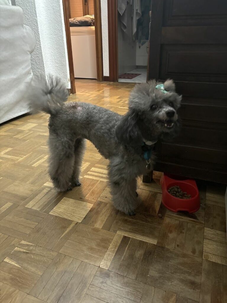 Imagen de Perrobueno Pet Shop – Alimentación Natural – Peluqueria Canina y Felina