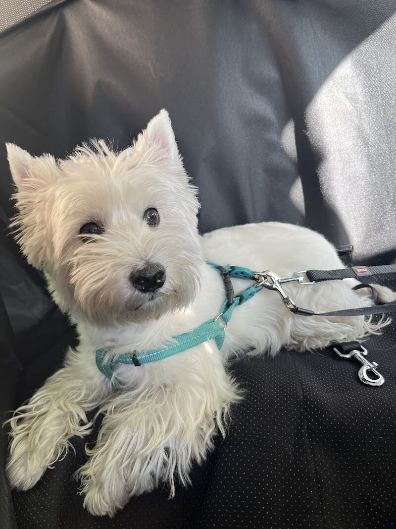 Imagen de negocio en Taxi para mascotas en Comunidad de Madrid