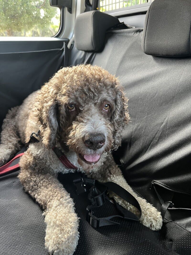 Imagen de negocio en Taxi para mascotas en Pozuelo de Alarcón