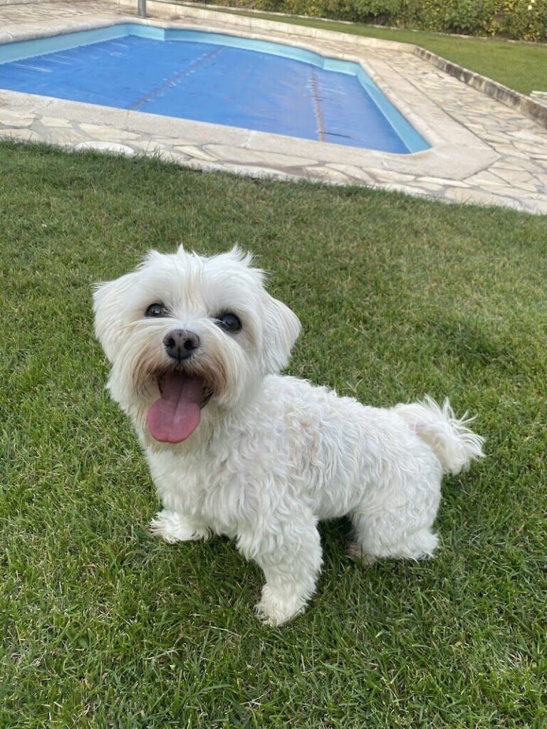 Imagen de Urgencias Veterinarias Reina Cristina