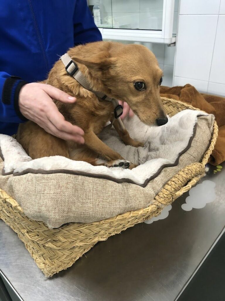 Imagen de Urgencias Veterinarias Reina Cristina