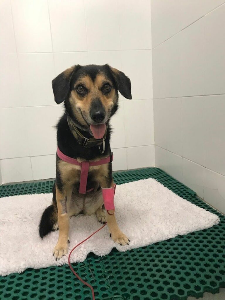 Imagen de Urgencias Veterinarias Reina Cristina