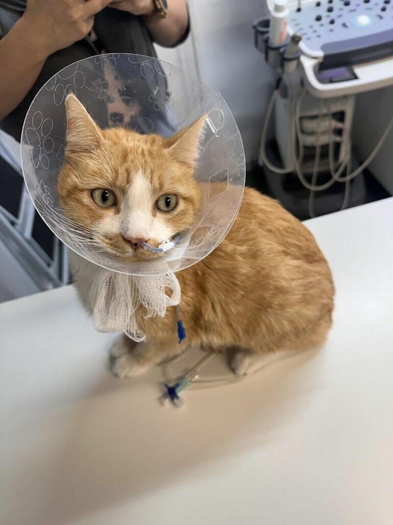 Imagen de Urgencias Veterinarias Reina Cristina