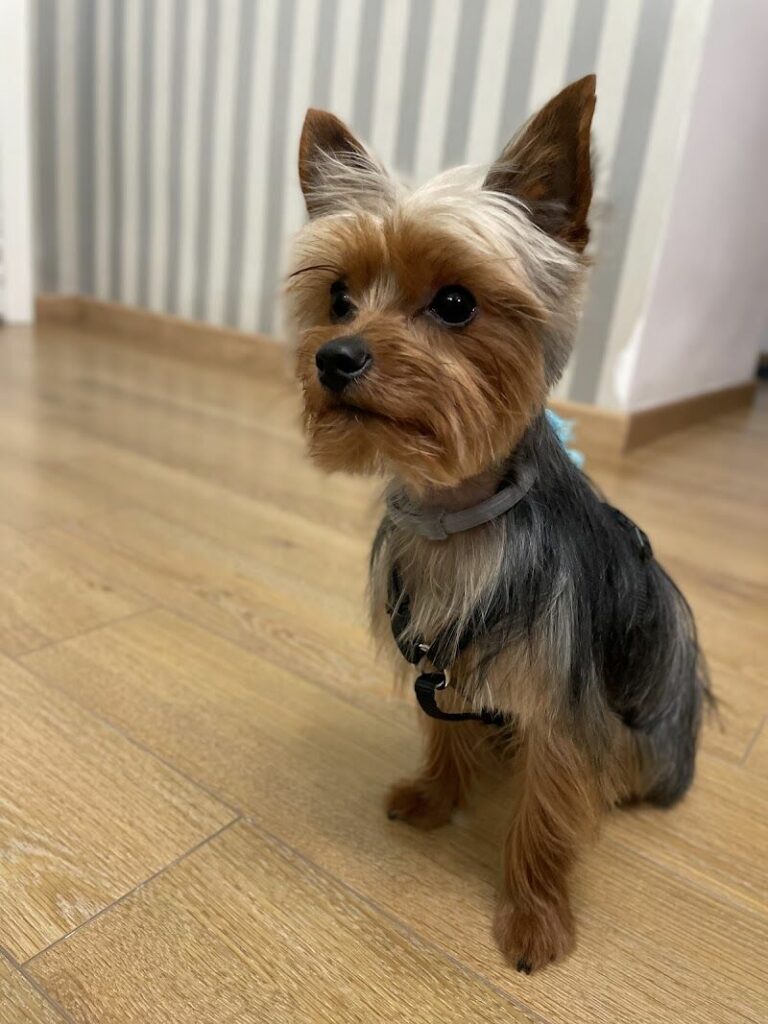 Imagen de Belfos Peluquería Canina y Felina