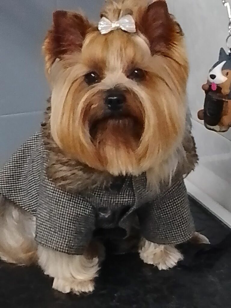 Imagen de Fiel Amigo