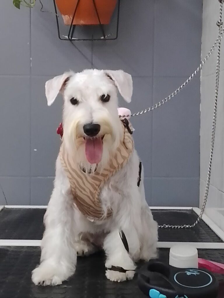 Imagen de Fiel Amigo