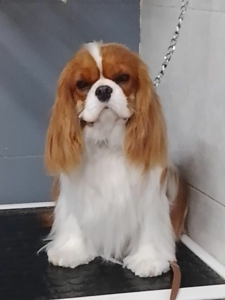 Imagen de Fiel Amigo