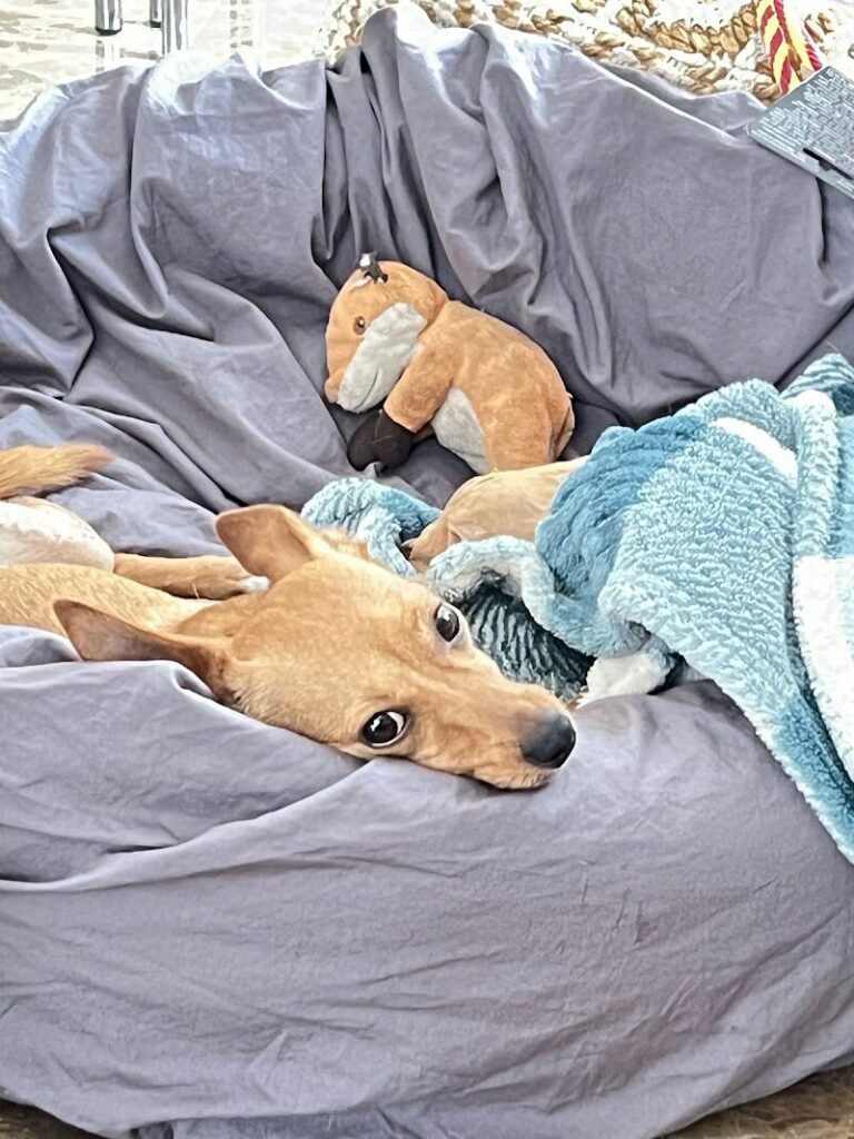 Imagen de Clínica Veterinaria Gran Ademuz