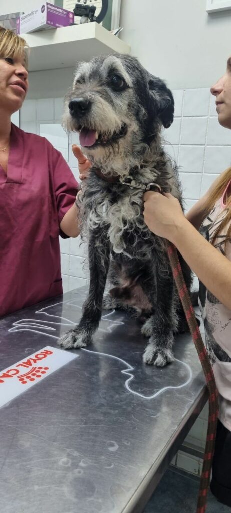 Imagen de Clínica Veterinaria Gran Ademuz