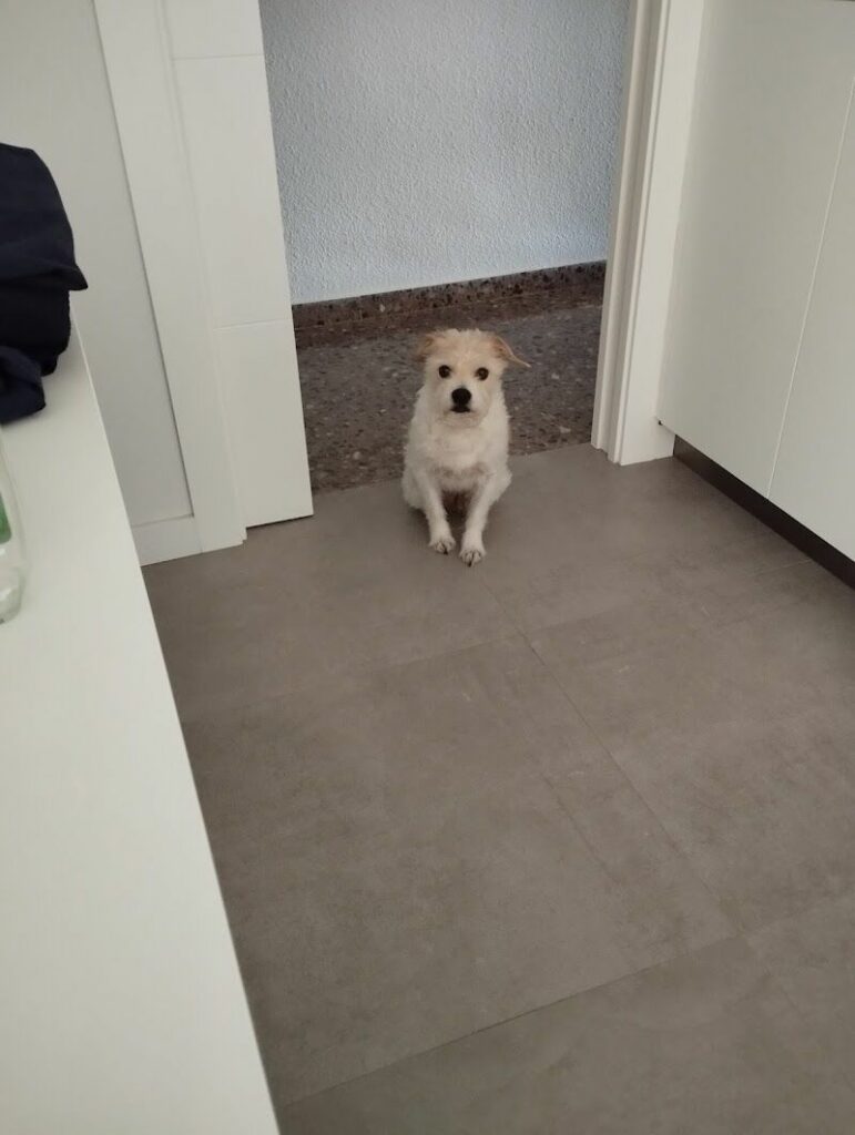 Imagen de Clínica Veterinaria Gran Ademuz