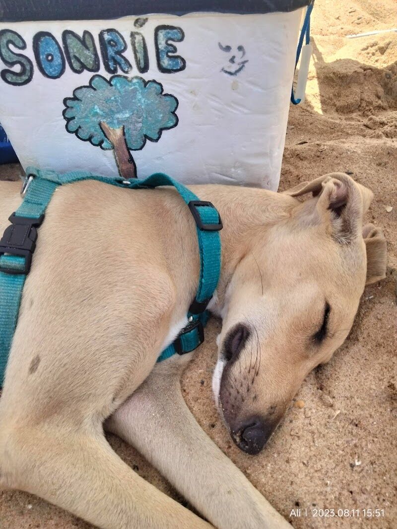 Imagen de negocio en Protectora de animales en Alcalá de Guadaíra