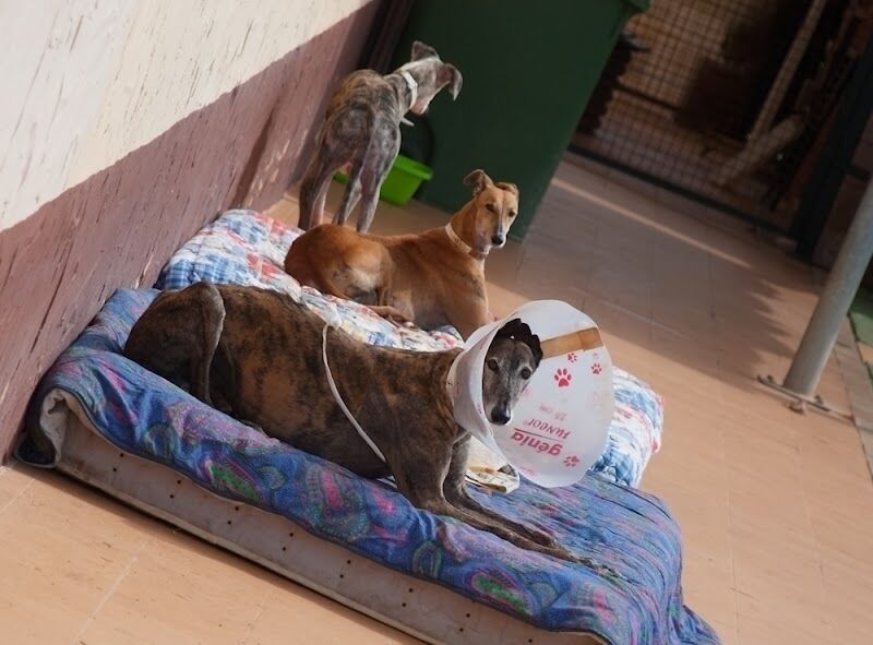 Imagen de negocio en Protectora de animales en Alcalá de Guadaíra
