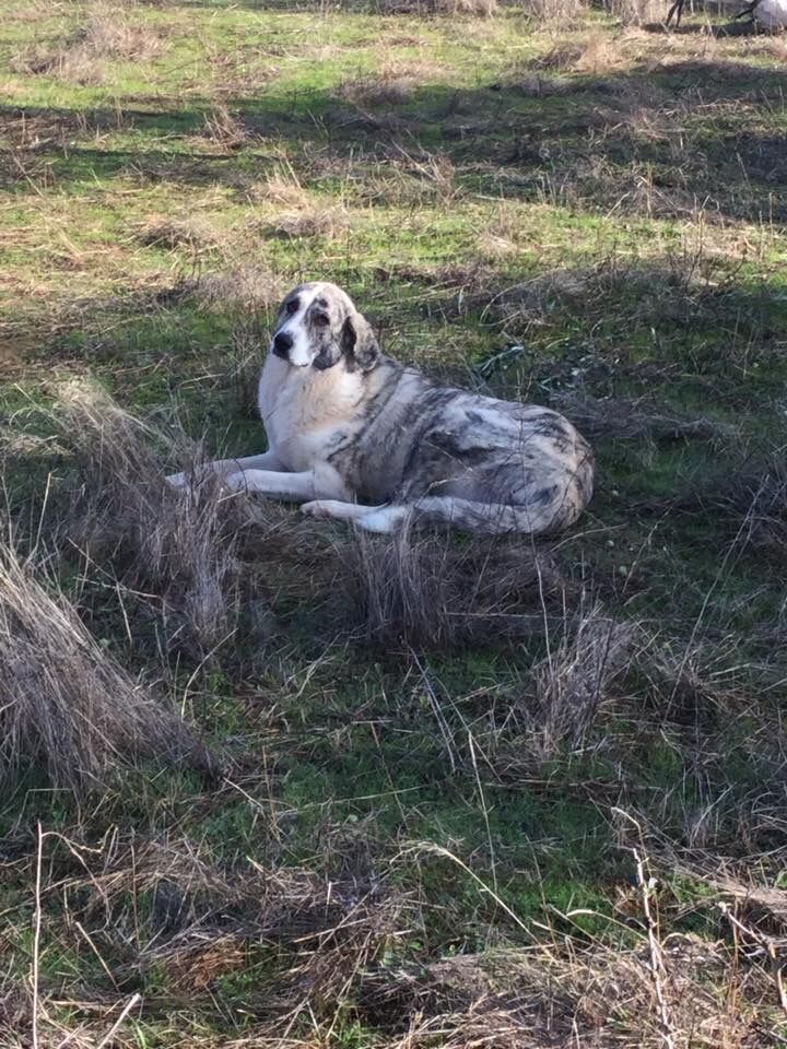 Imagen de negocio en Clínica veterinaria en Constantina