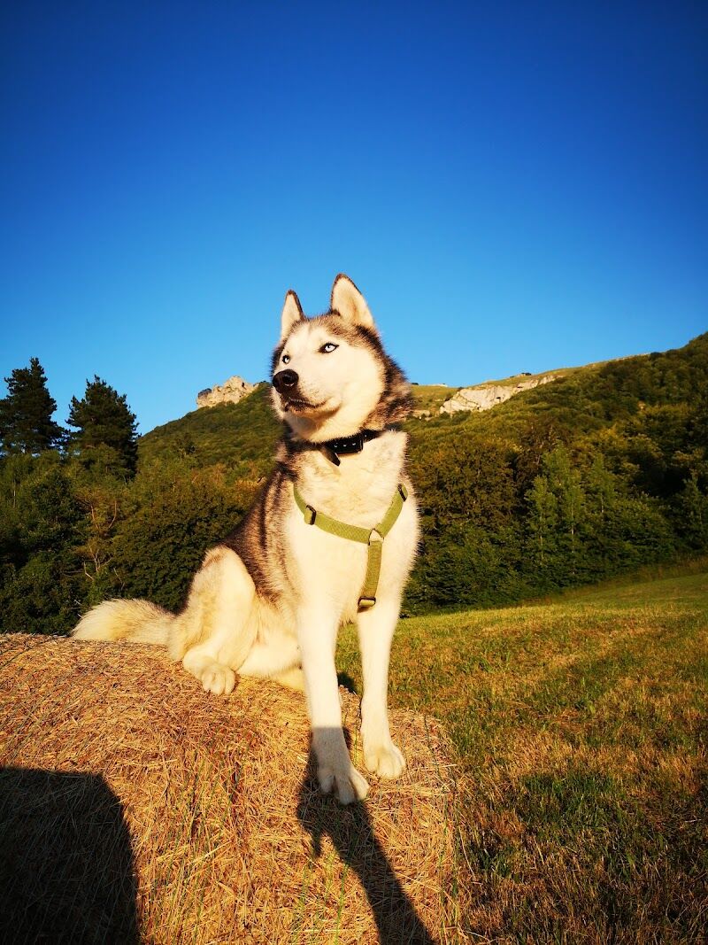 Imagen de negocio en Guardería para mascotas en Huesca