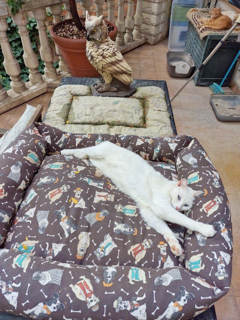 Imagen de El Arca de Santi