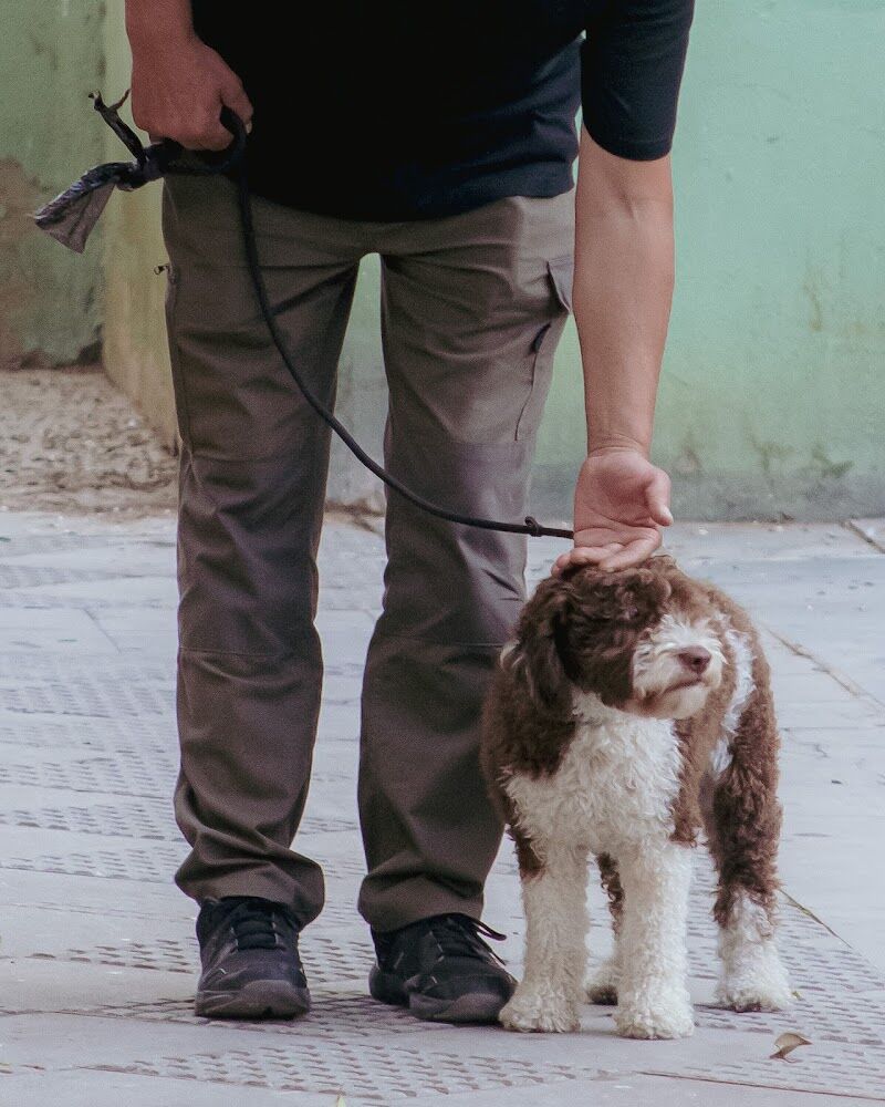 Imagen de negocio en Adiestramiento de mascotas en Huelva