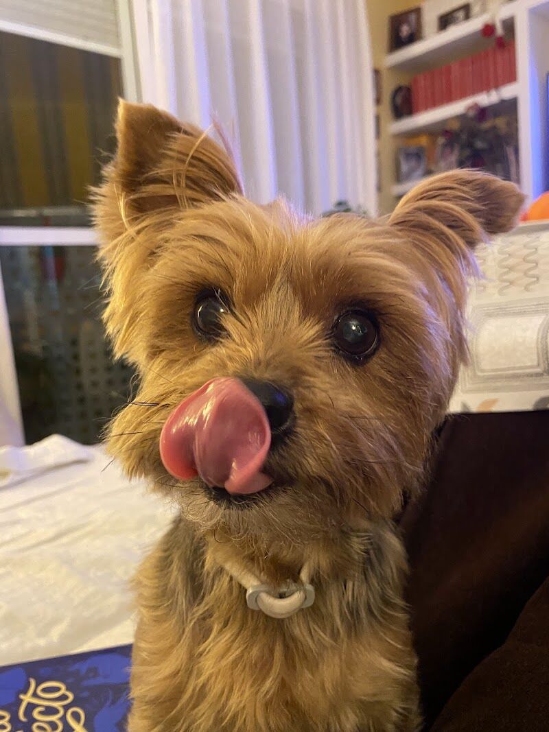 Imagen de Centro Veterinario Platero