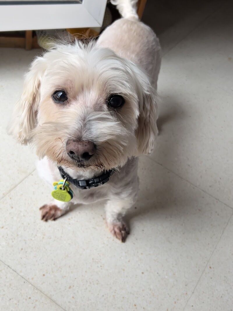 Imagen de Centro Veterinario Platero