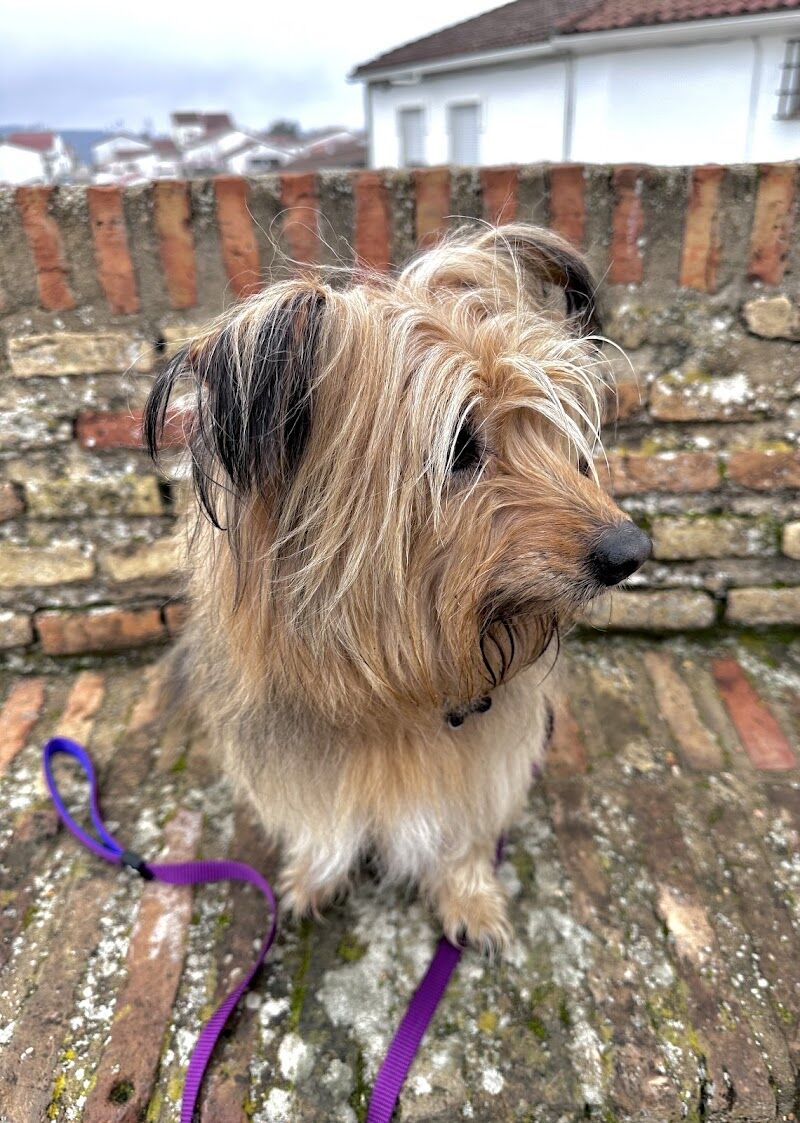 Imagen de Centro Veterinario Platero