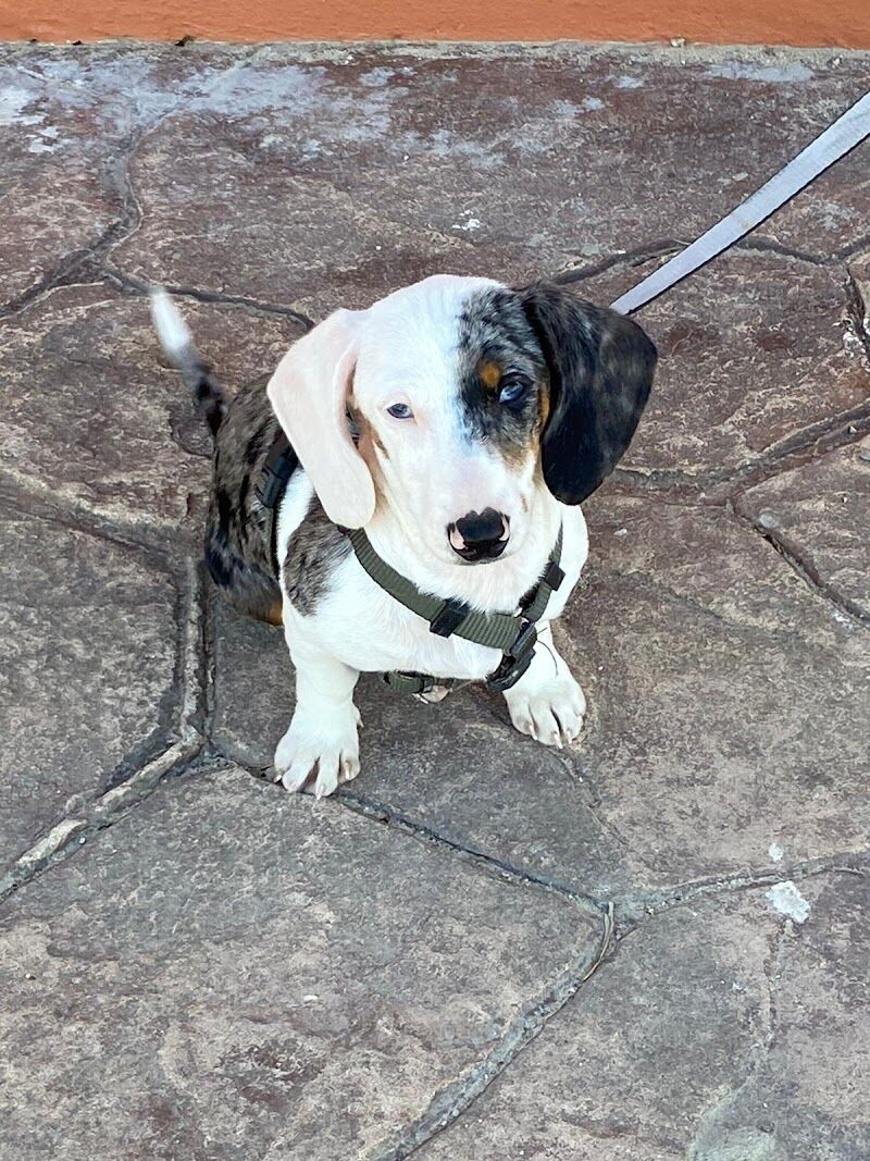 Imagen de Centro Veterinario Platero