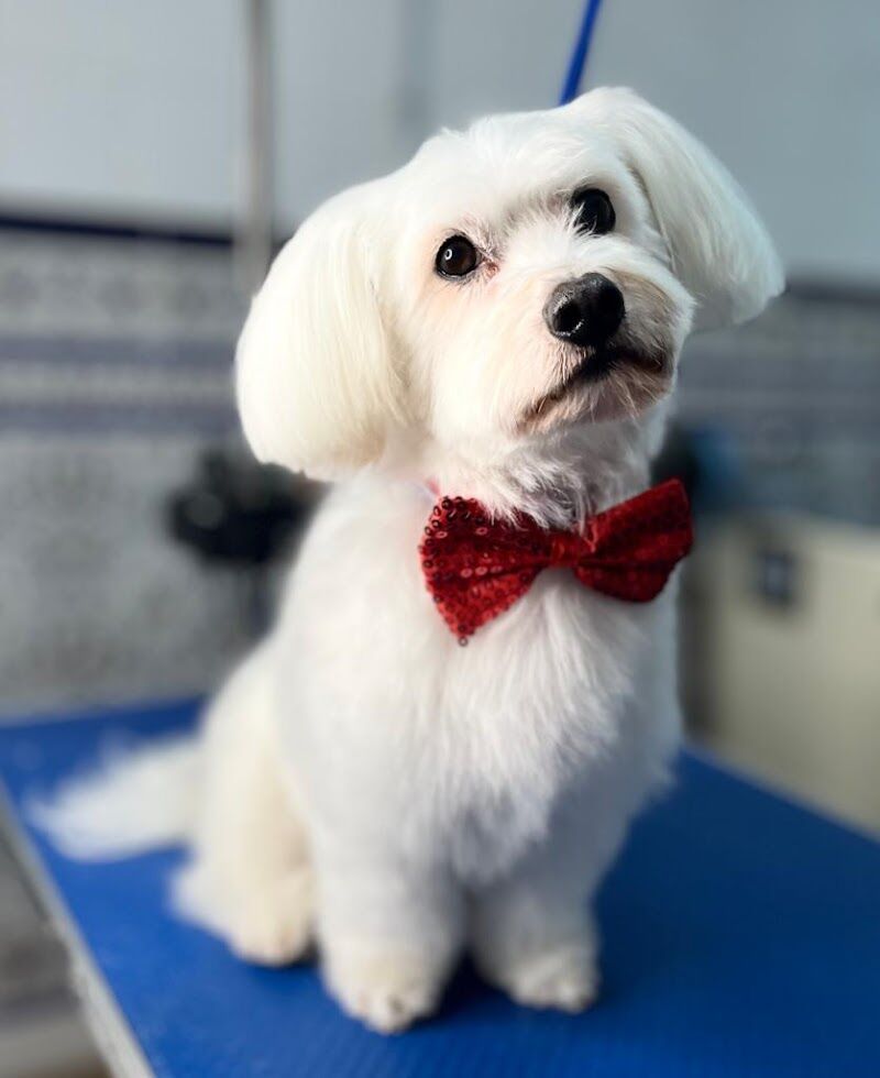 Imagen de negocio en Baño y spa para mascotas en Provincia de Huelva