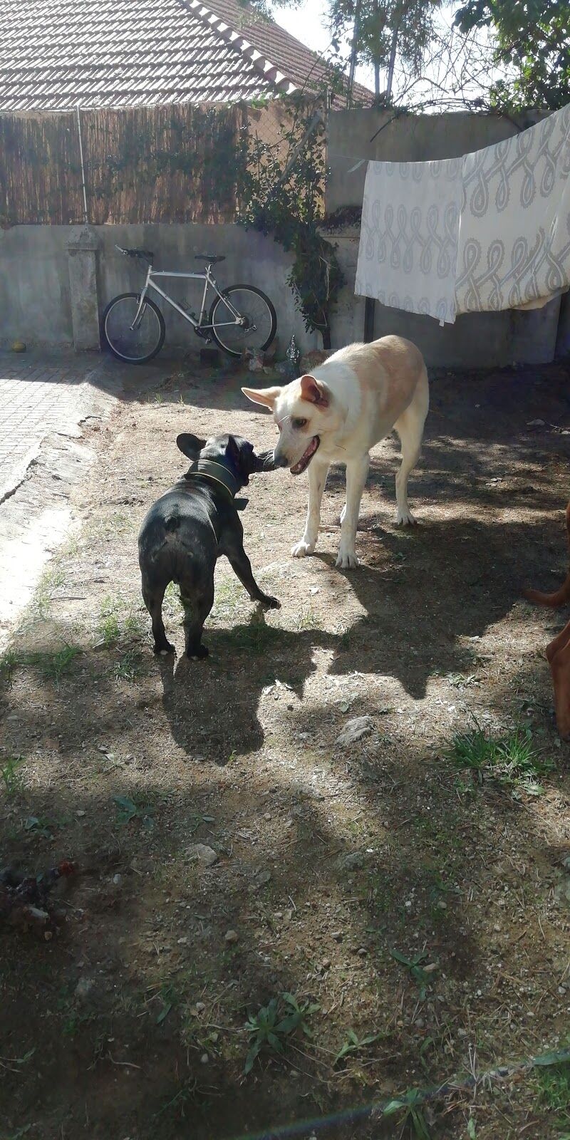 Imagen de negocio en Paseo de perros en Miraflores de la Sierra