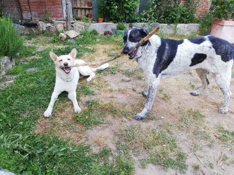 Imagen de negocio en Paseo de perros en Comunidad de Madrid