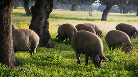 Imagen de Jamones Díaz y Moreno