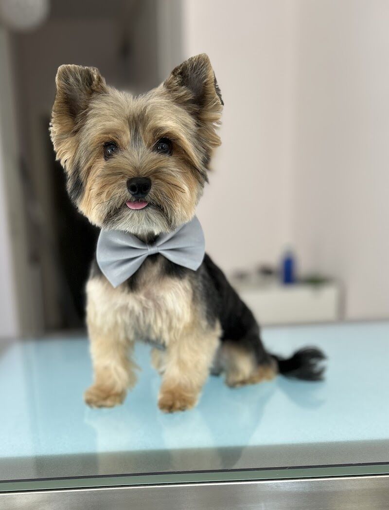 Imagen de Piccolina Pets – Spa Boutique