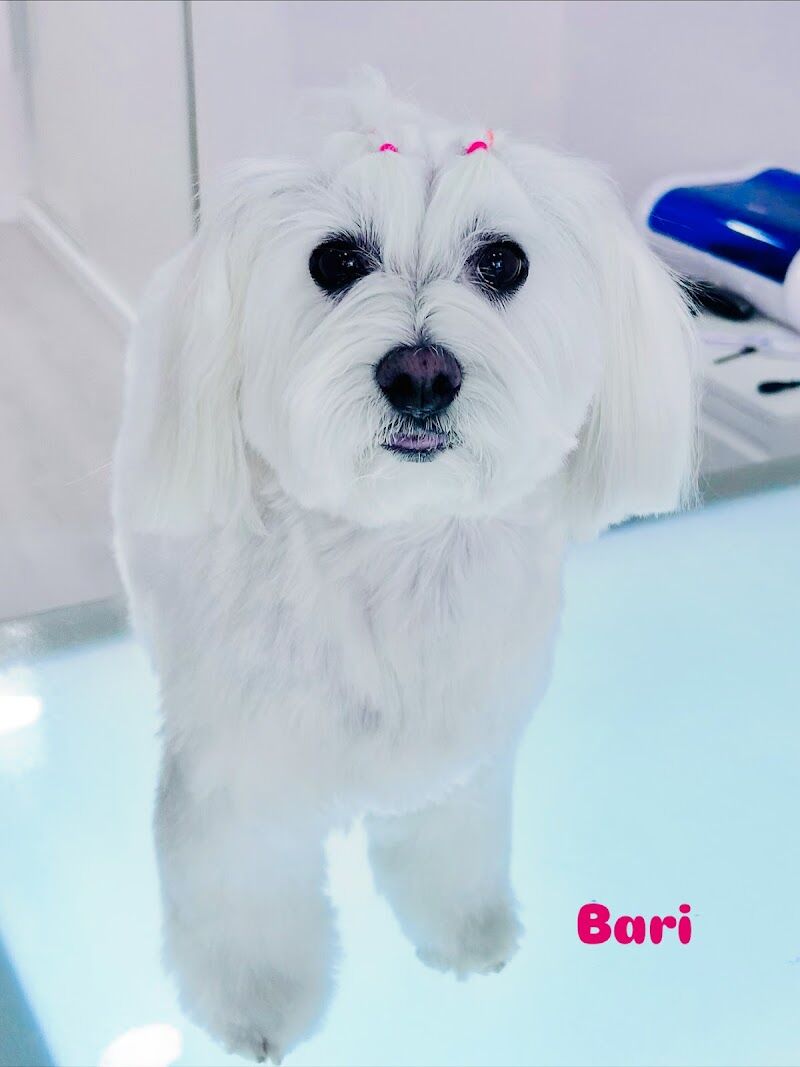 Imagen de Piccolina Pets – Spa Boutique