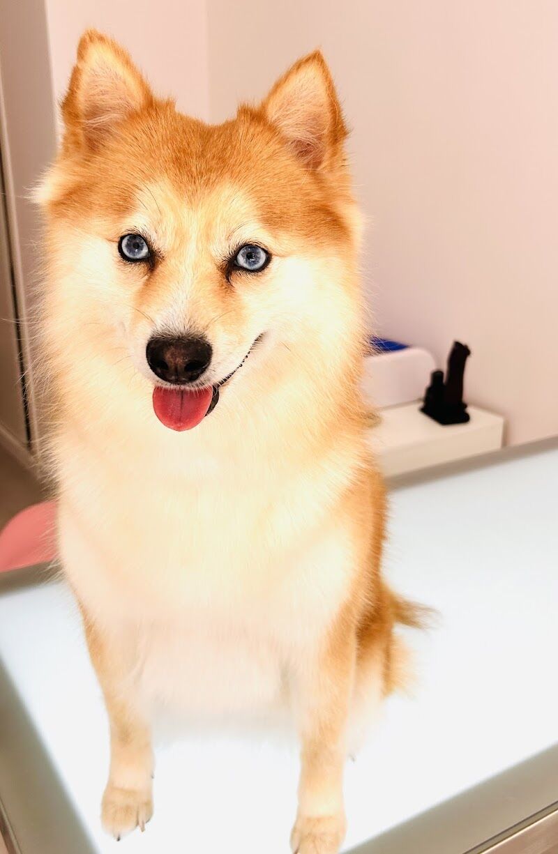 Imagen de Piccolina Pets – Spa Boutique