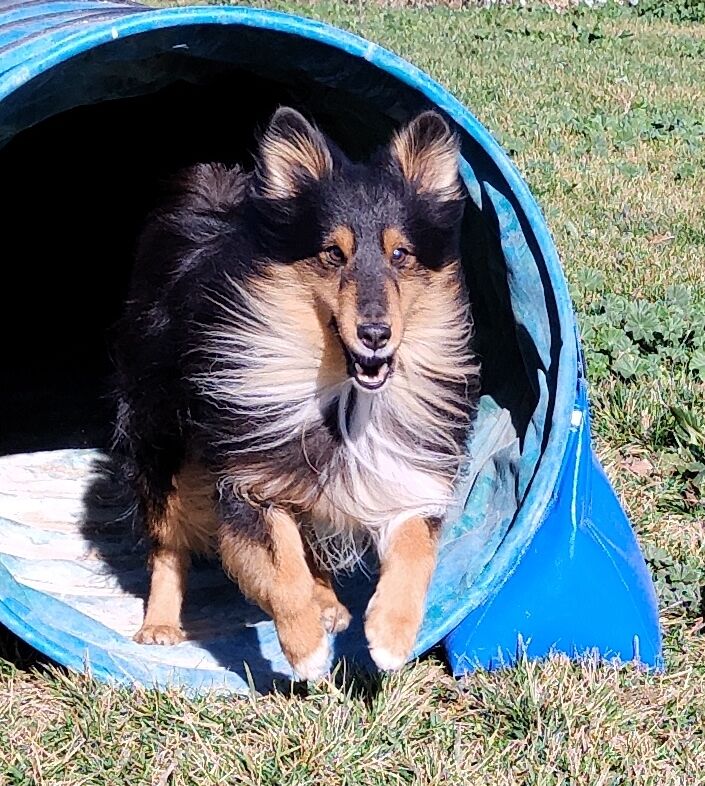 Imagen de Dididog – Guardería Canina