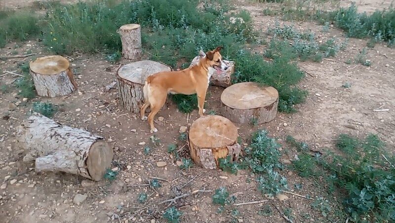 Imagen de Dididog – Guardería Canina