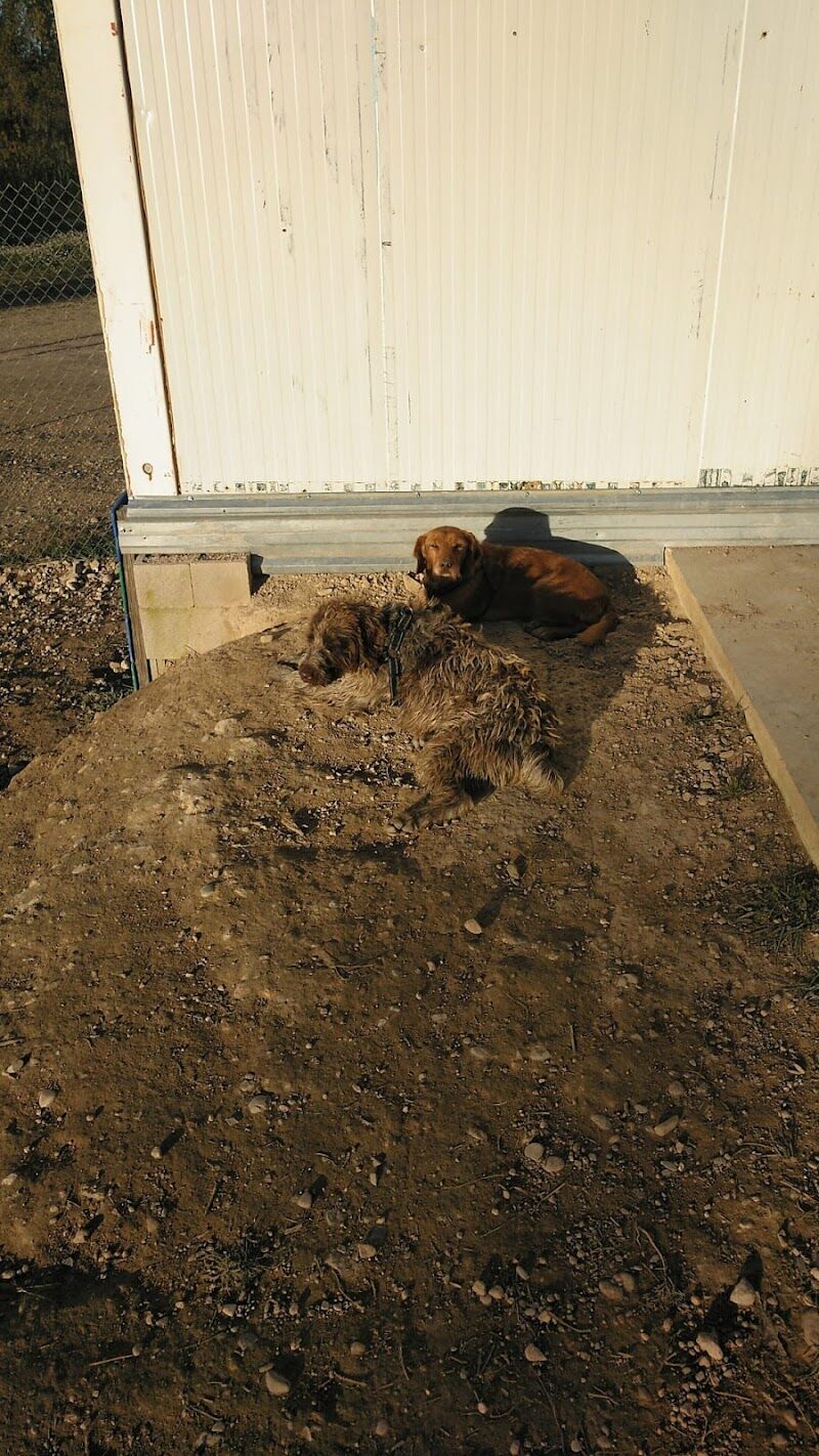 Imagen de Dididog – Guardería Canina