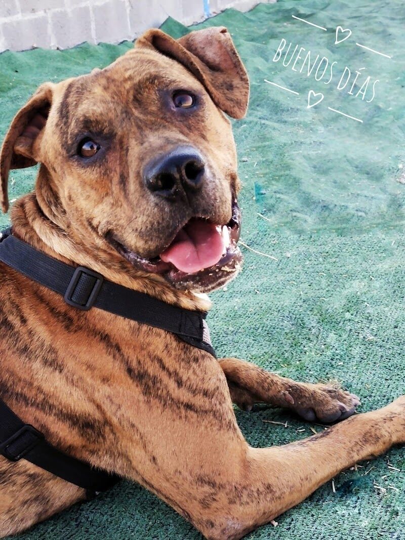 Imagen de negocio en Adiestramiento de mascotas en Cabañas de Yepes