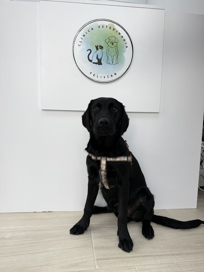 Imagen de Clínica Veterinaria Feliscan Illescas