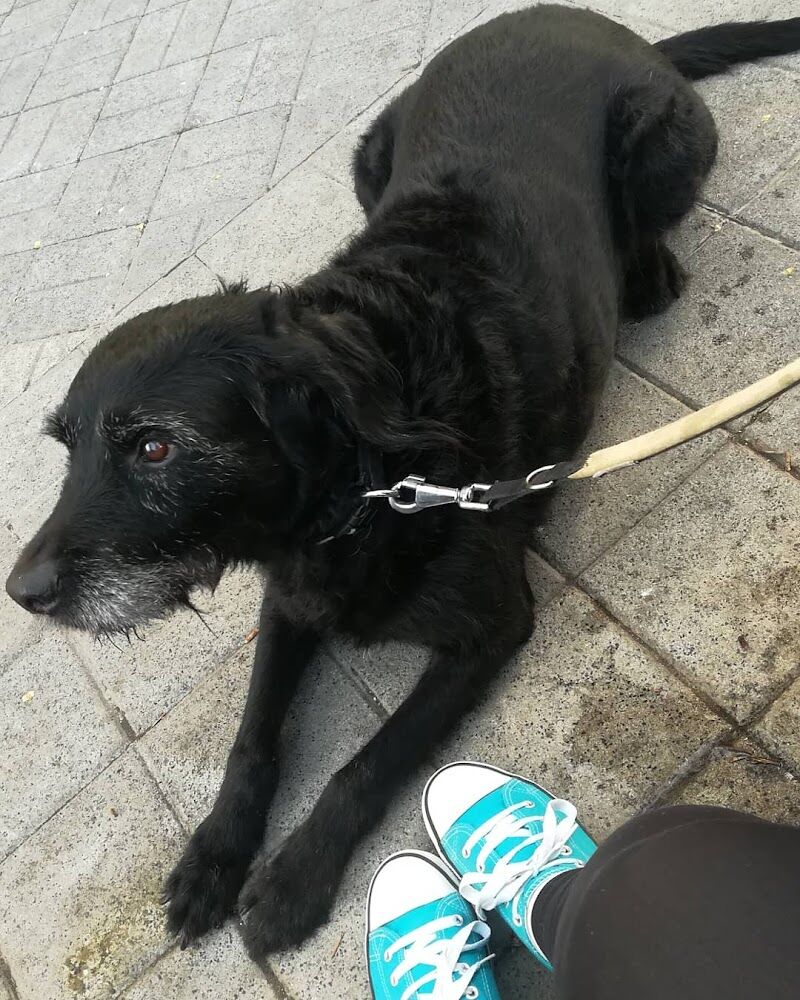 Imagen de Clínica Veterinaria Marañón