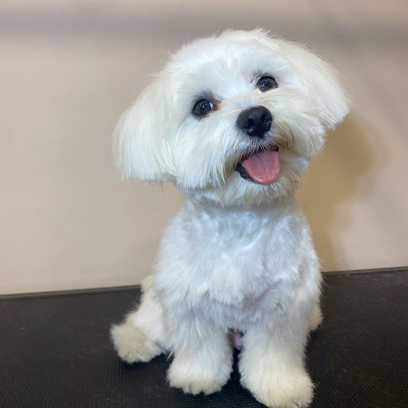 Imagen de Casa Mascotas, Aranjuez